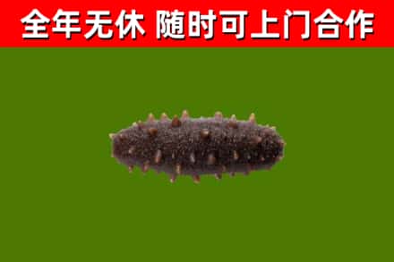 夏邑县烟酒回收干海参.jpg